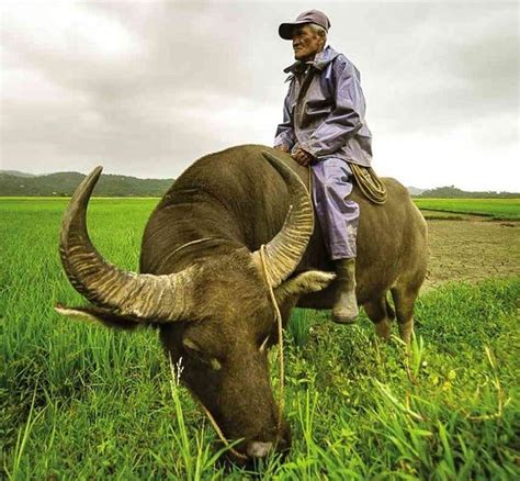 Carabao kills farmer in Quezon .